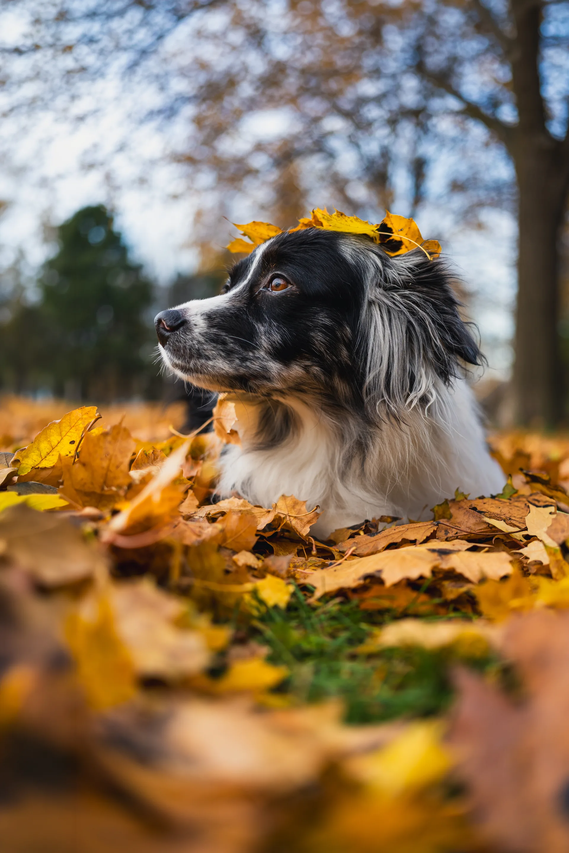 Momo, a mini Australian Shepherd, in autumn leaves