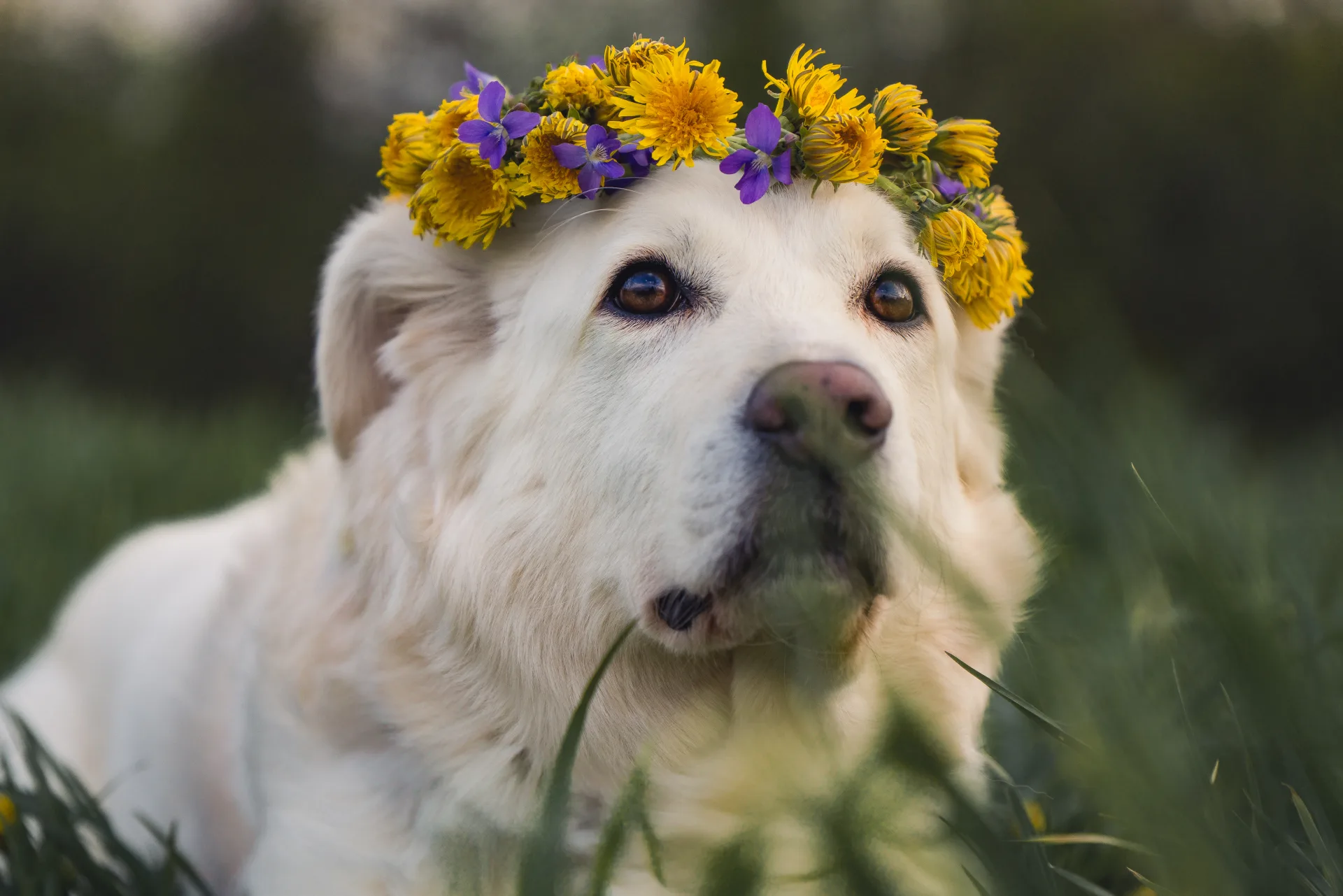 Misty, wearing a dandelion flower crown
